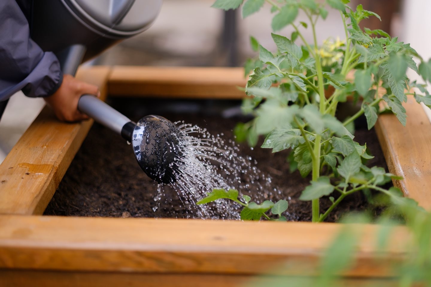 Zelené projekty spolupracovníkov dm 2025